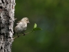 Bofink, Common Chaffinch, Fringilla coelebs