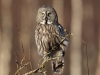 Lappuggla, Great Grey Owl, Strix nebolusa