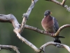 Ringduva, Common Wood Pigeon, Columba palumbus