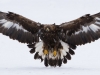 Kungsörn, Golden eagle, Aquila chrysaetos