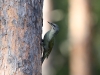 Gråspett, Grey-headed Woodpecker, Picus canus