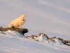 Fjällräv, Arctic fox, Vulpes lagopus