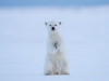 Isbjörn, Polar bear, Ursus maritimus