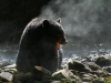 Svartbjörn, Black bear, Ursus americanus