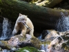 Kermodebjörn, Spirit bear, Ursus americanus kermodei
