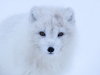 Fjällräv, Arctic fox, Vulpes lagopus
