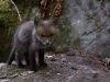 Rödräv, Fox, Vulpes vulpes