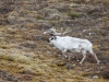 Svalbardsren, Svalbard reindeer, Rangifer tarandus platyrhynchus
