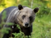 Brunbjörn, Brown bear, Ursus arctos