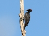 Spillkråka, Black Woodpecker, Dryocopus martius
