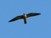 Lärkfalk, Eurasian Hobby,Falco subbuteo