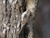 Trädkrypare, Eurasian Treecreeper, Certhia familiaris