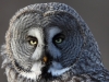 Lappuggla, Great Grey Owl, Strix nebolusa