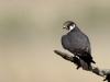 Lärkfalk, Eurasian hobby,Falco subbuteo