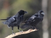 Korp, Raven, Corvus corax