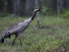 Trana, Common crane, Grus grus