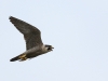 Pilgrimsfalk, Peregrine Falcon, Falco peregrinus