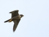 Pilgrimsfalk, Peregrine Falcon, Falco peregrinus