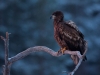 Havsörn, White-tailed Eagle, Haliaeetus albicilla
