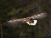 Havsörn, White-tailed Eagle, Haliaeetus albicilla