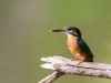 Kungsfiskare, Common kingfisher, Alcedo atthis