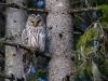 Slaguggla, Ural Owl, Strix uralensis