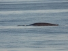 Blåval, Blue whale, Balaenoptera musculus