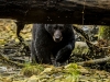 Svartbjörn, Black bear, Ursus americanus