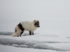 Fjällräv, Artic fox, Vulpes lagopus