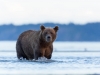 Brunbjörn, Brown bear, Ursus arctos