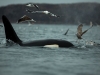 Späckhuggare, Killer whale, Orcinus orca