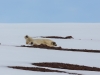 Isbjörn, Polar bear, Ursus maritimus