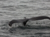 Knölval, Humpback whale, Megaptera novaeangliae