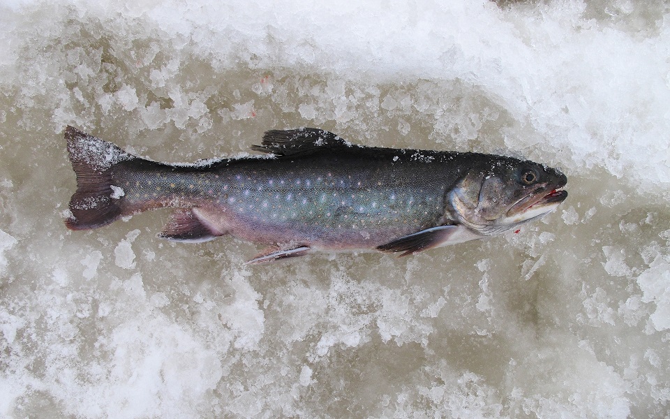 Bäckröding, Brook trout , Salvelinus fontinalis