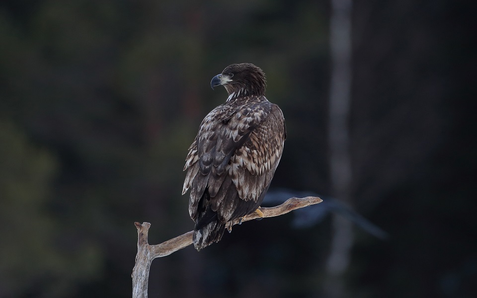 Havsörn, White-tailed Eagle, Haliaeetus albicilla