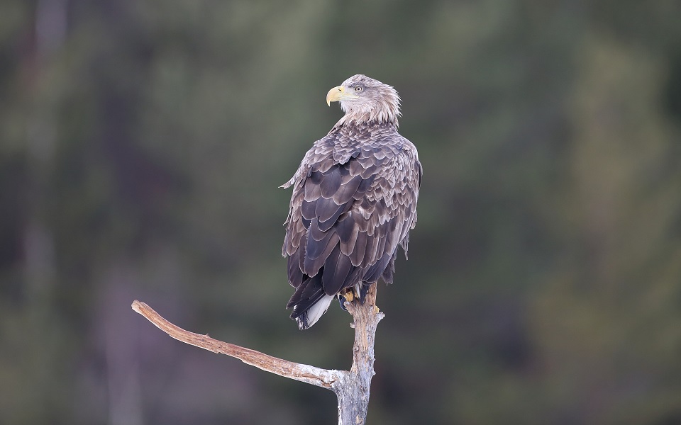 Havsörn, White-tailed Eagle, Haliaeetus albicilla