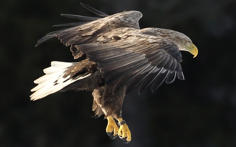 Havsörn, White-tailed Eagle, Haliaeetus albicilla