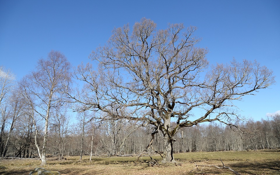 Ek, Oak, Quercus robur