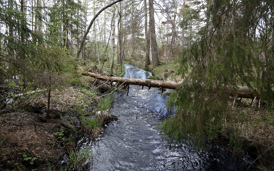 Skogså