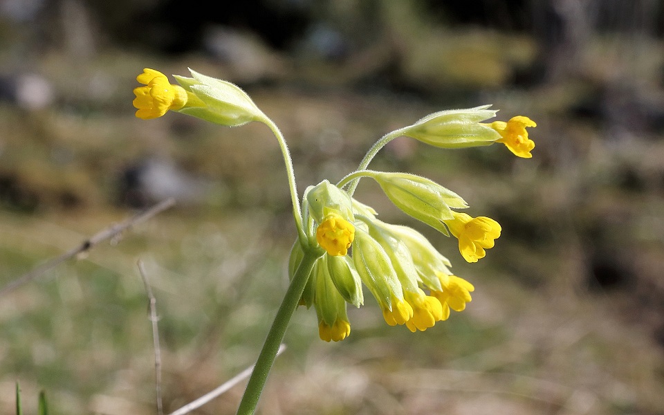 Gullviva, Cowslip, Primula veris