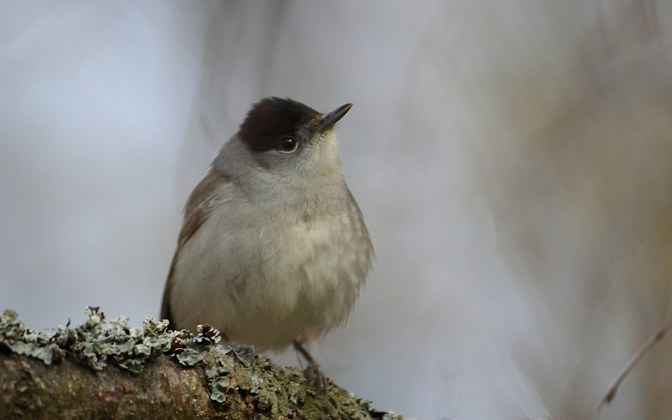 Svarthätta, Eurasian Blackcap, Sylvia atricapilla