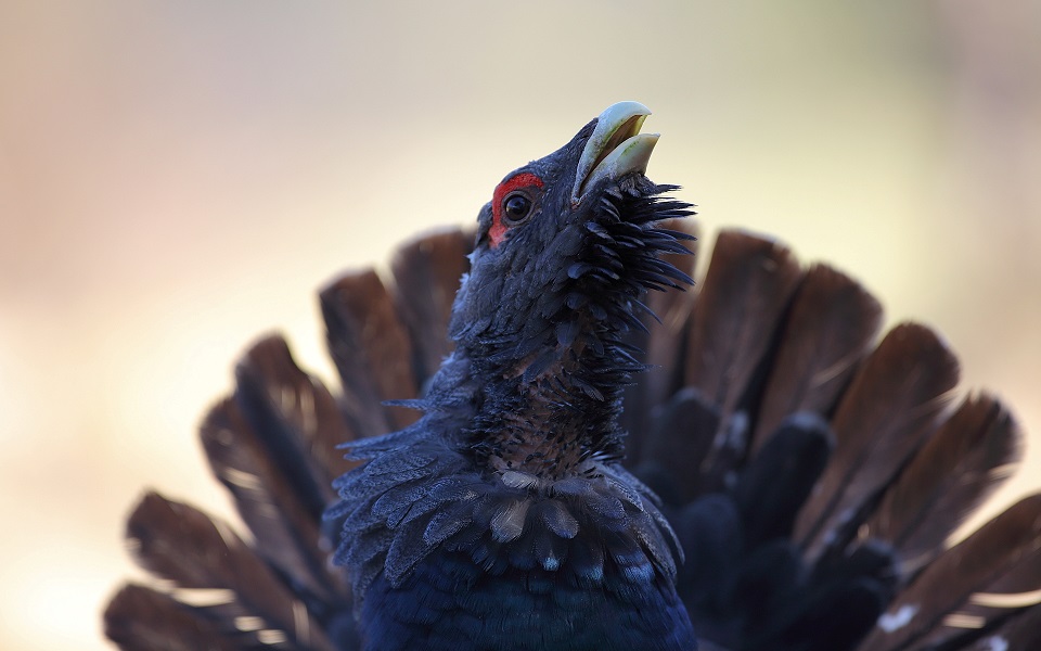 Tjäder, Western Capercaillie, Tetrao urogallus