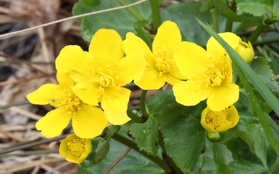 Kabbleka, Marsh-marigold,Caltha palustris