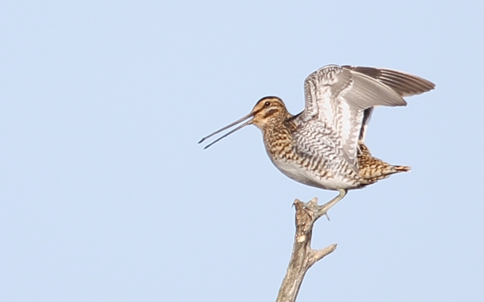 Enkelbeckasin, Common Snipe, Gallinago gallinago