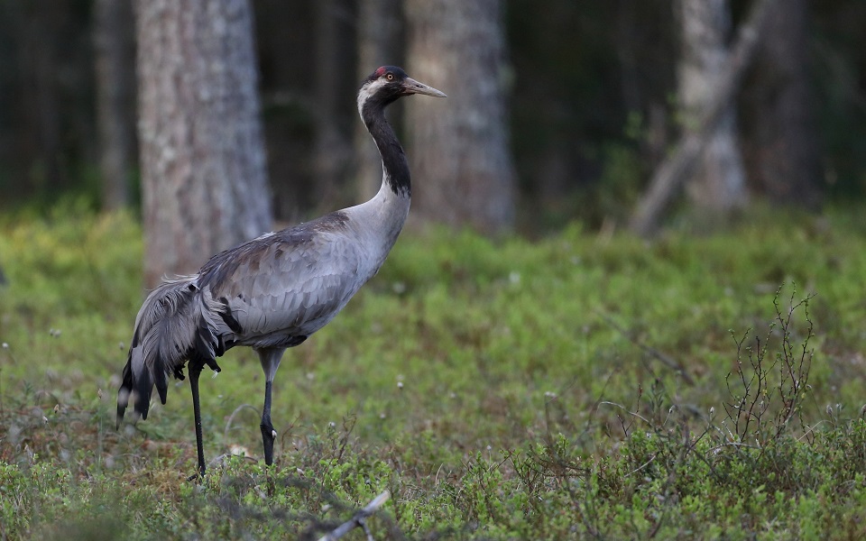 Trana, Common crane, Grus grus