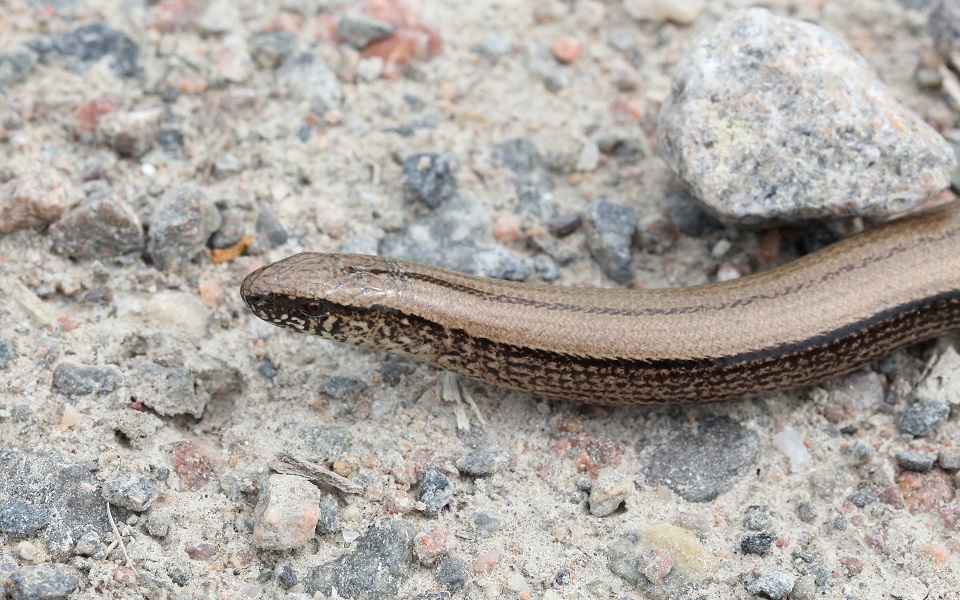 Kopparödla, Slow worm, Anguis fragilis