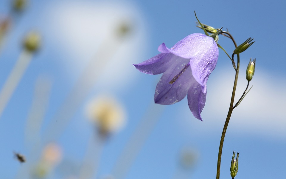 Blåklocka, Harebell, Campanula rotundifolia