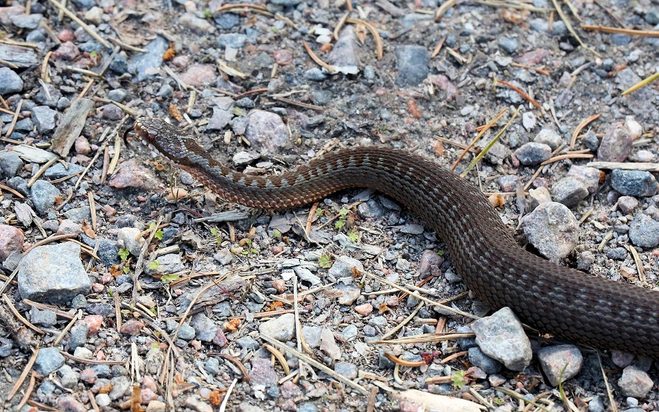 Huggorm, European adder, Vipera berus