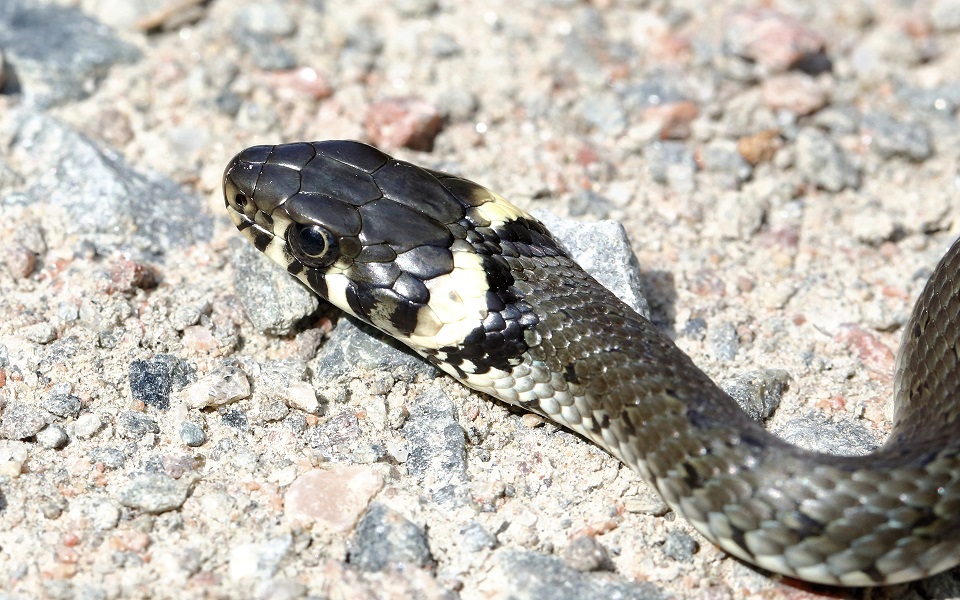 Snok, Grass snake, Natrix natrix