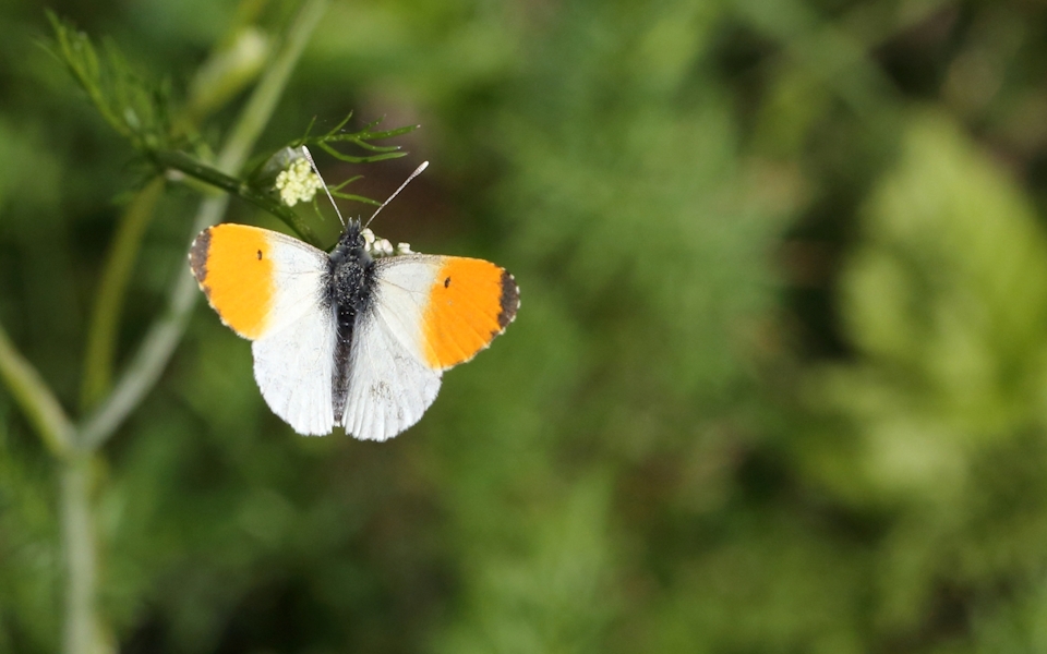 Aurorafjäril, The Orange Tip, Anthocharis cardamines